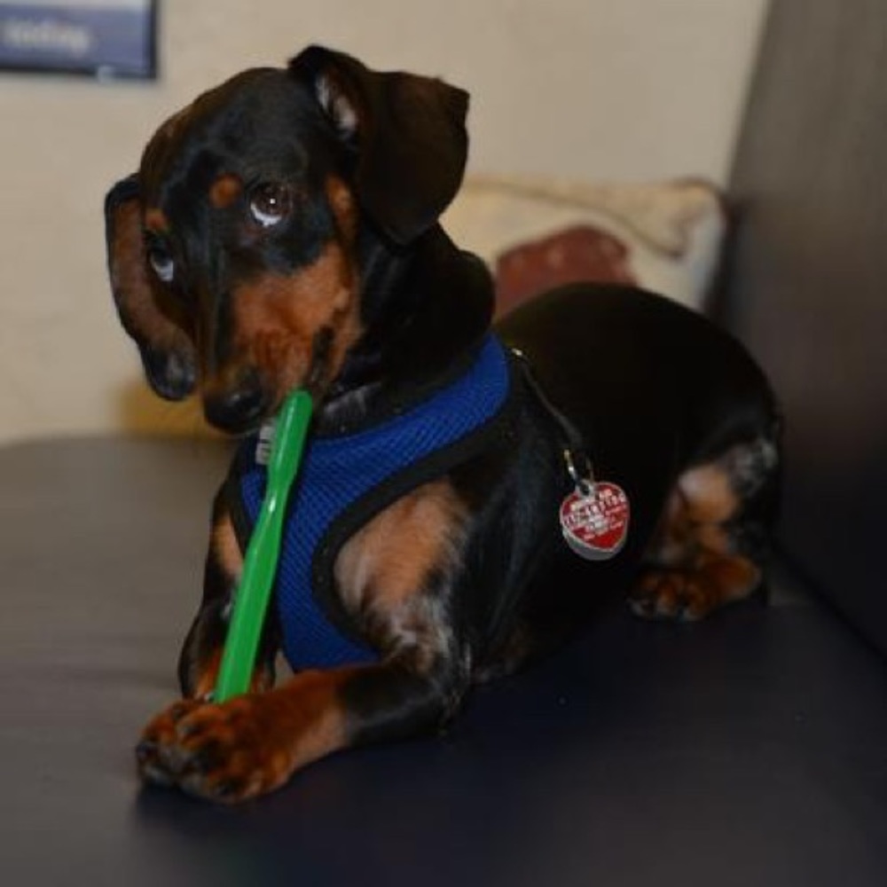 Meet your Posher, Tamara